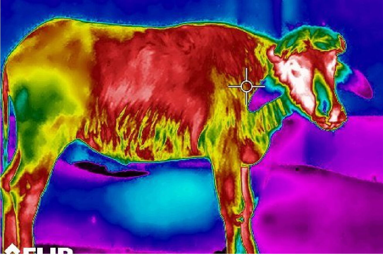 Infra-red thermal image of a buffalo heifer