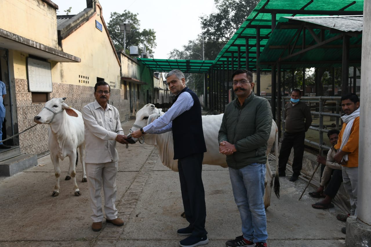 Two elite Hariyana heifers supplied to Shri Krishna Janma Bhoomi Sansthan Mathura by DUVASU, Mathura